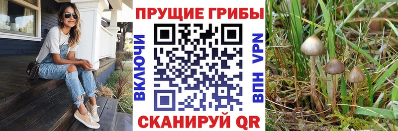 где купить наркоту  Котельники  маркетплейс Telegram  Галлюциногенные грибы Psilocybe 